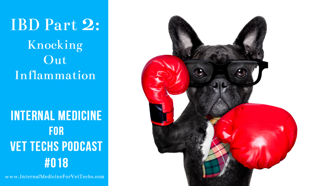 Internal Medicine For Vet Techs Podcast Episode 18 IBD Part 2 Knocking Out Inflammation