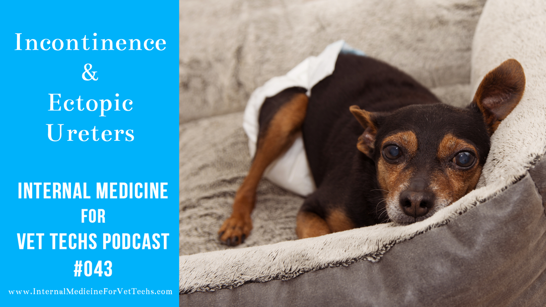 Internal Medicine For Vet Techs Podcast Incontinence and Ectopic Ureters veterinary medicine