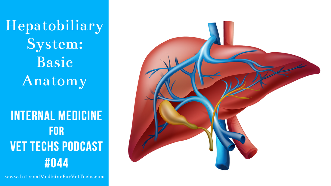 Internal Medicine For Vet Techs podcast hepatobiliary system basic anatomy in canine and feline patients