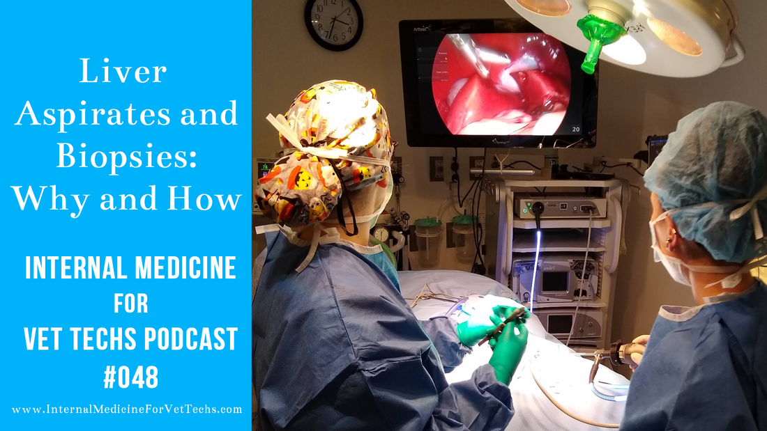 Internal Medicine For Vet Techs Podcast Liver Biopsy in veterinary patients