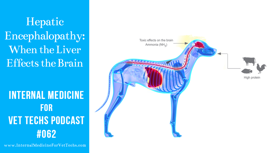 Hepatic Encephalopathy When the Liver Effects the Brain Internal Medicine For Vet Techs Podcast veterinary medicine