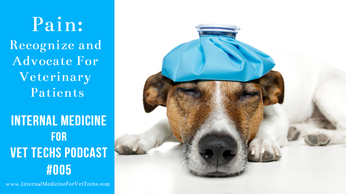 Pain: Recognize and Advocate for Veterinary Patients Internal Medicine For Vet Techs Podcast #5