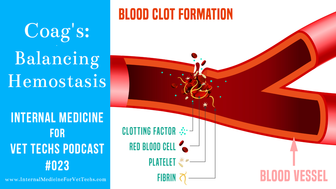 Internal Medicine For Vet Techs Podcast Episode 23 Coag's: Balancing Hemostasis