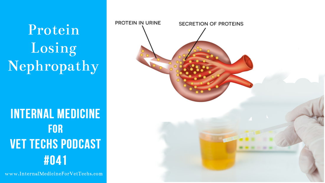 veterinary technician podcast Protein Losing Nephropathy Internal Medicine For Vet Techs episode 41