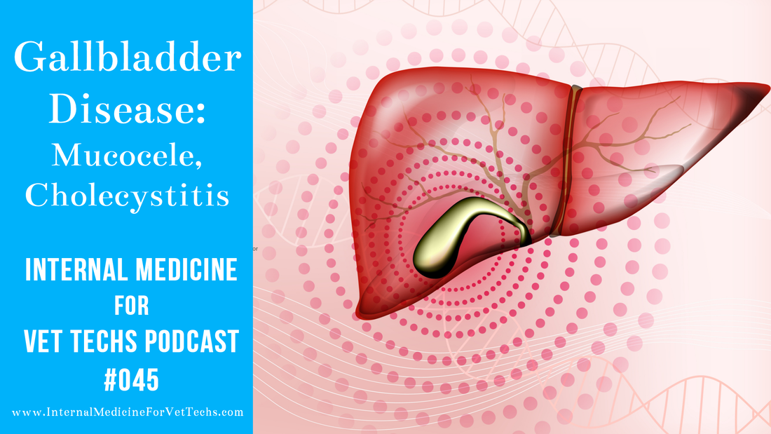 Internal Medicine For Vet Techs Podcast Gallbladder Disease: Mucocele, Cholecystitis