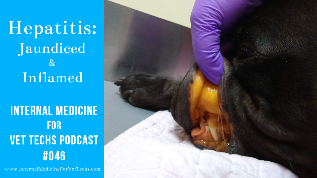 Internal Medicine For Vet Techs Podcast Liver Hepatitis Jaundiced and Inflamed