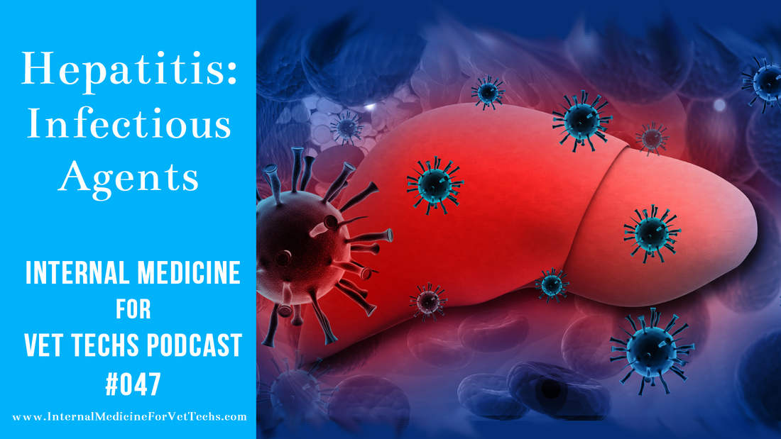 Internal Medicine For Vet Techs Podcast Hepatitis: Infectious Agents