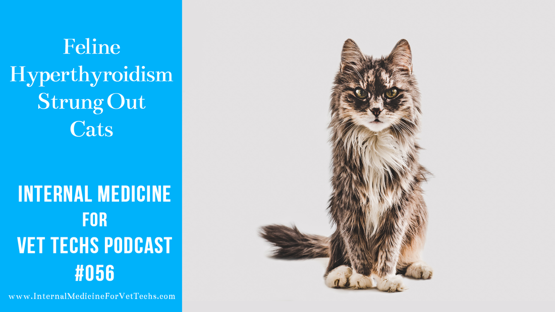 Internal Medicine for Vet Techs Podcast feline hyperthyroidism
