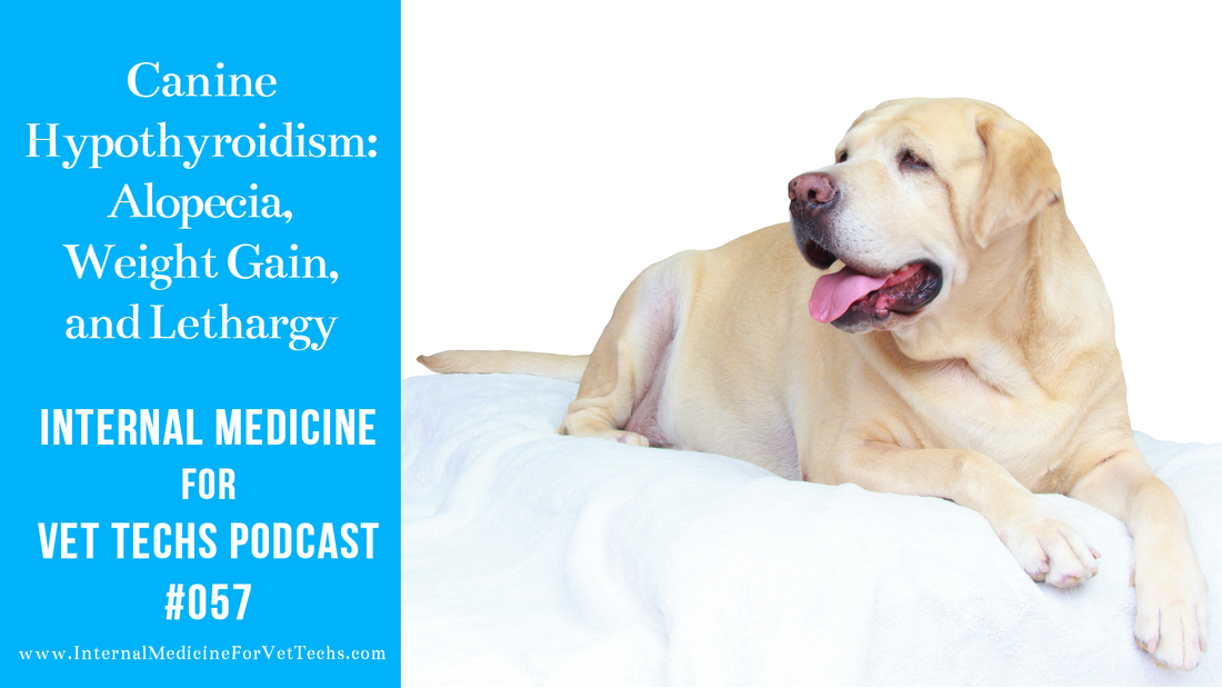 Internal Medicine For Vet Techs Podcast Canine Hypothyroidism