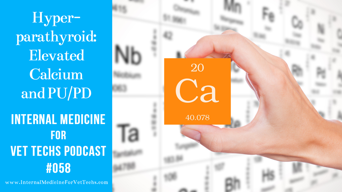 Internal Medicine For Vet Techs podcast Hyperparathyroid: Elevated Calcium and PU/PD