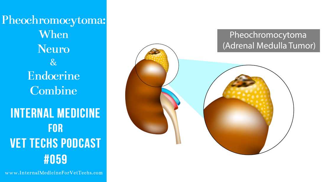Internal Medicine For Vet Techs podcast Pheochromocytoma: When Neuro and Endocrine Combine
