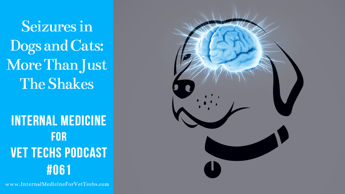 Internal Medicine For Vet Techs podcast Seizures in Dogs and Cats: More Than Just The Shakes