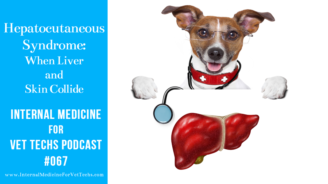 67 Hepatocutaneous Syndrome Internal Medicine For Vet Techs Podcast