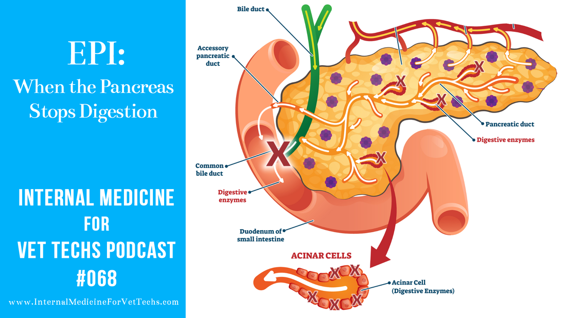 68 EPI Exocrine Pancreatic Insufficiency Internal Medicine For Vet Techs Podcast