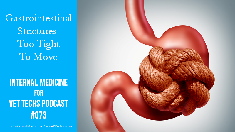 IMFVT podcast Episode 73 Gastrointestinal Strictures